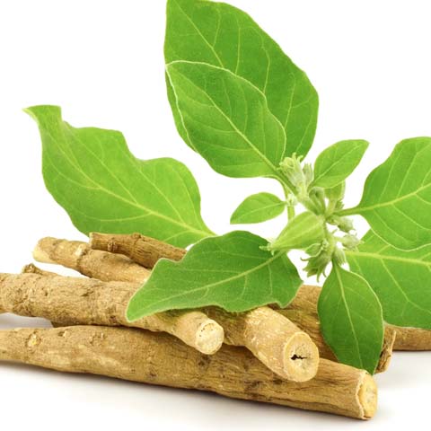 Ashwagandha root and leaves