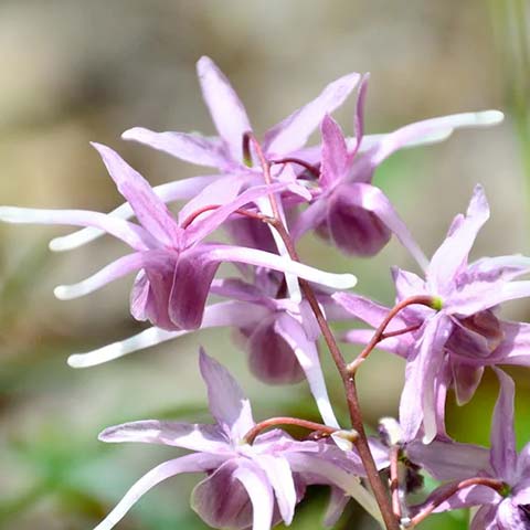 Epimedium herb (Horny Goat Weed)