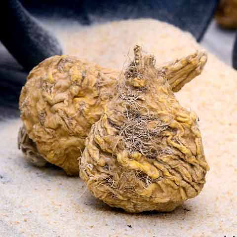 Maca root from the Peruvian Andes